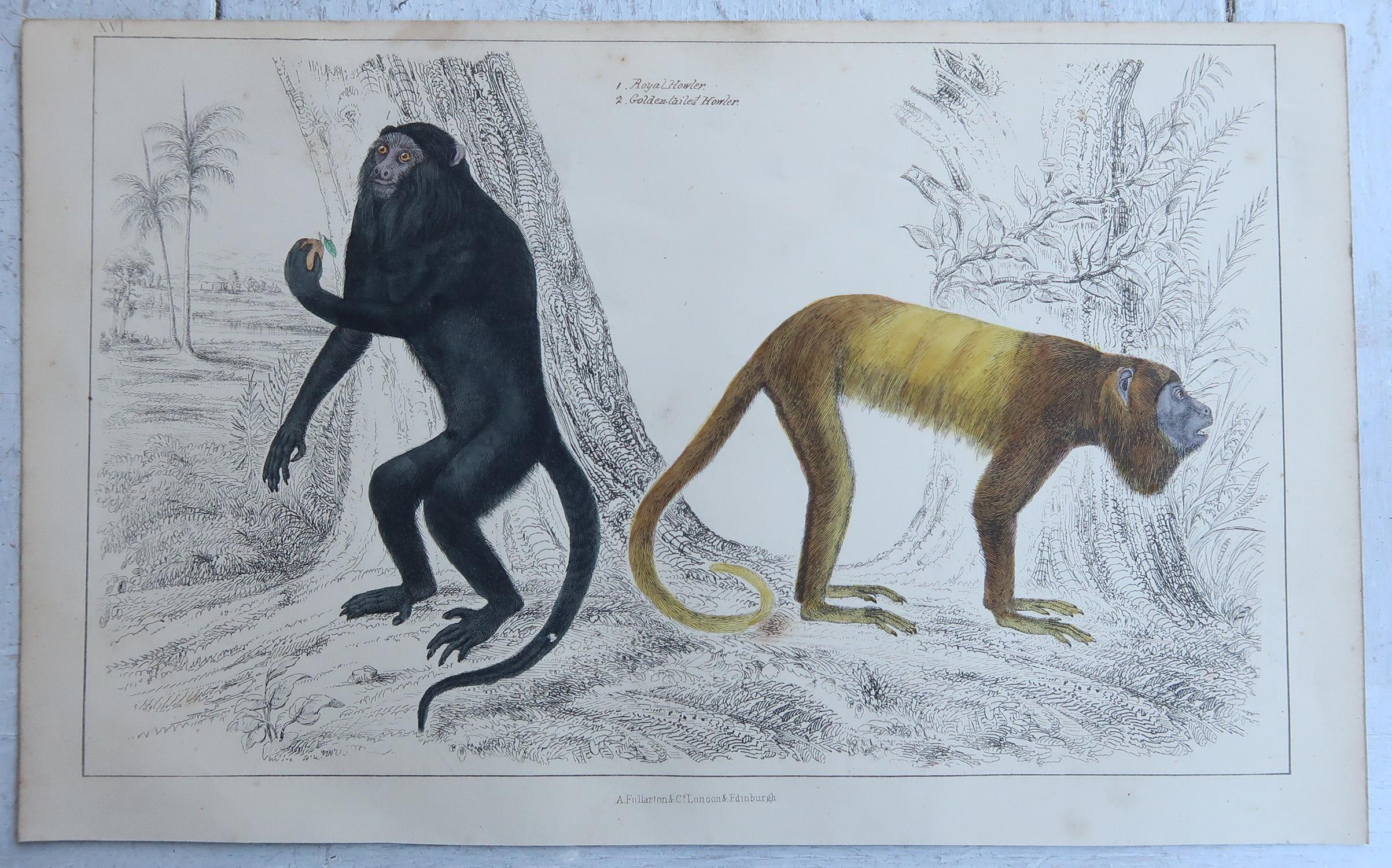 Original Antike Tierdrucke, Affen, 1847 (Volkskunst) im Angebot