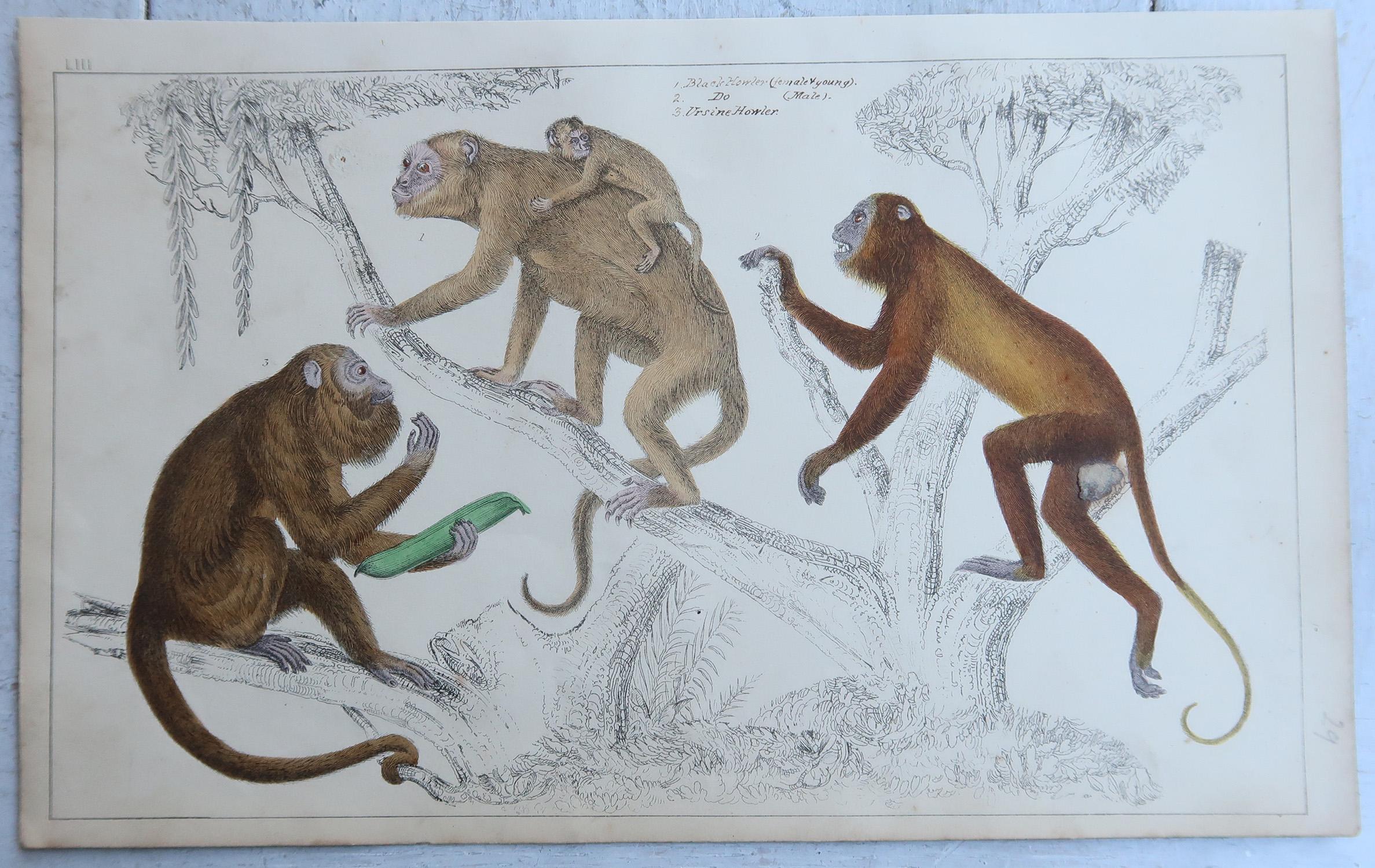 Original Antike Tierdrucke, Affen, 1847 (Englisch) im Angebot