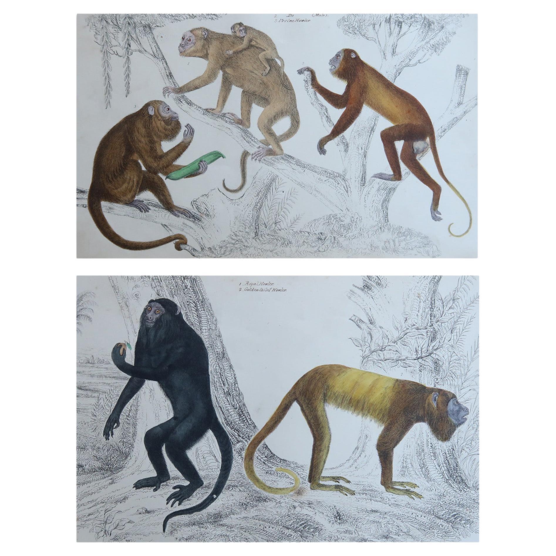 Stampe antiche originali di animali, Scimmie, 1847