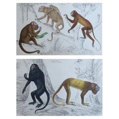 Stampe antiche originali di animali, Scimmie, 1847