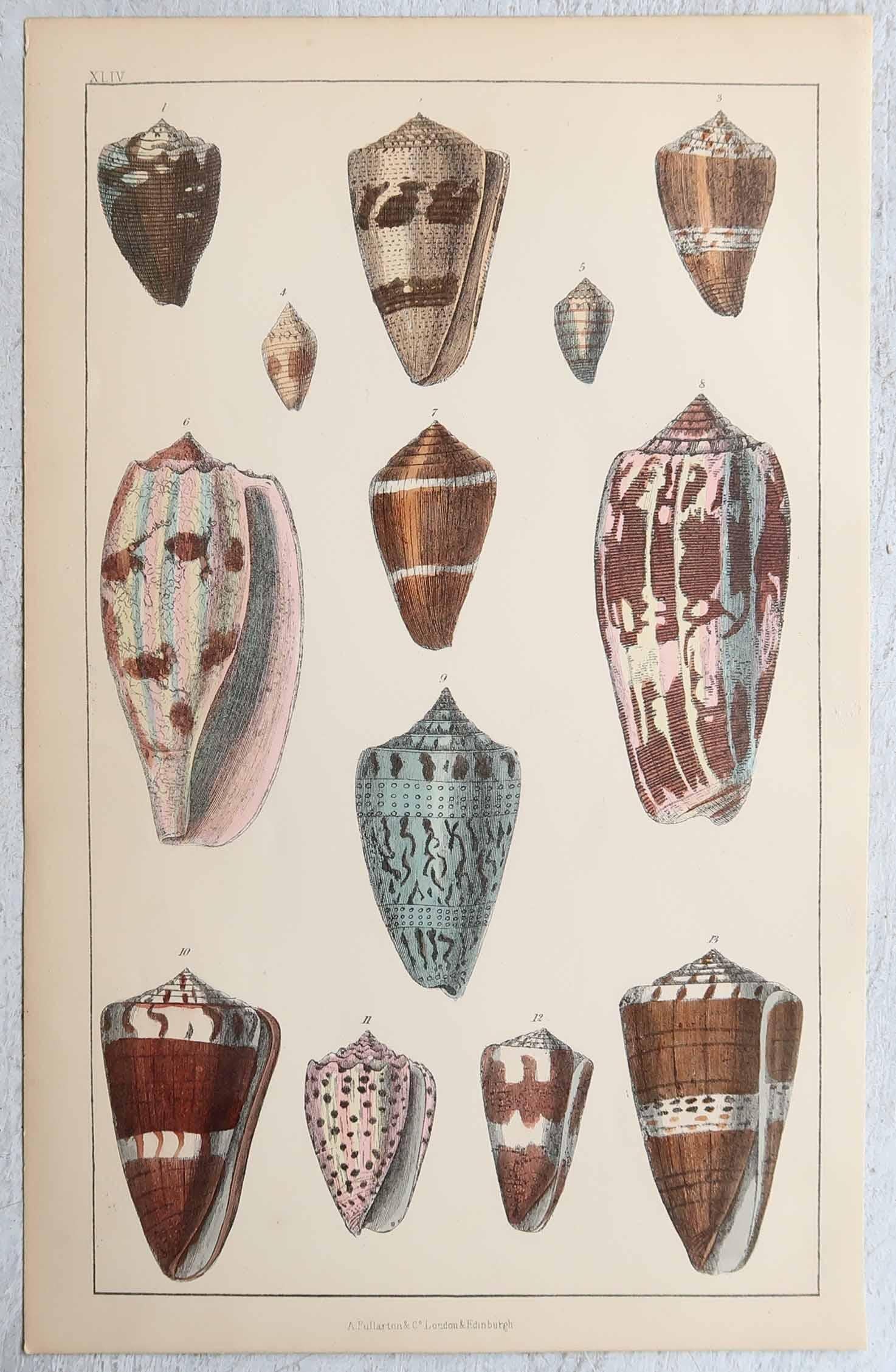 Grandi immagini di conchiglie

Senza cornice. 

Litografie dopo Cpt. Brown con colori originali a mano.

Pubblicato, 1847.

La misura si riferisce a 1 stampa

Spedizione gratuita







