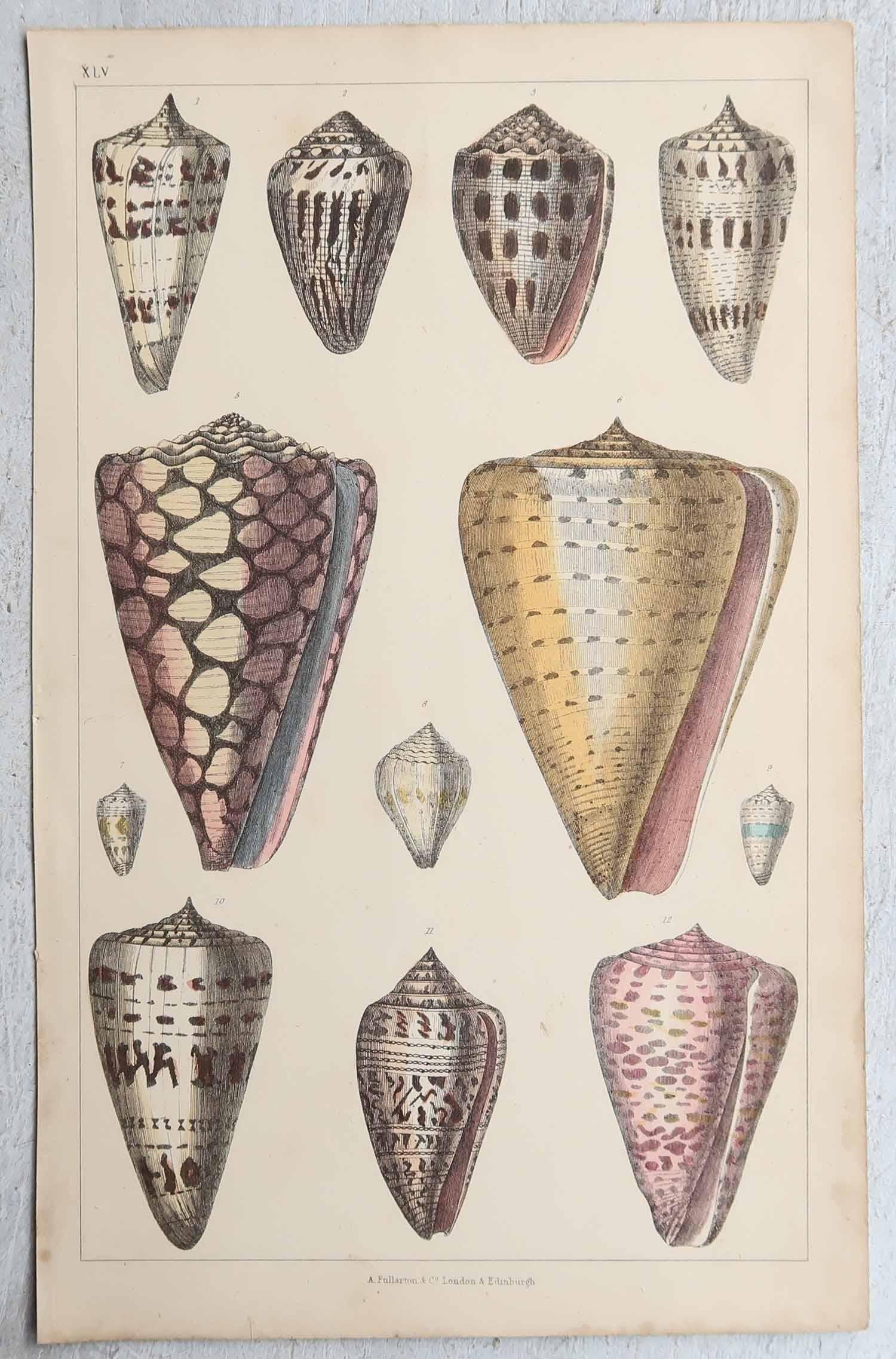 Arte popolare Stampe antiche originali di conchiglie, 1847 in vendita