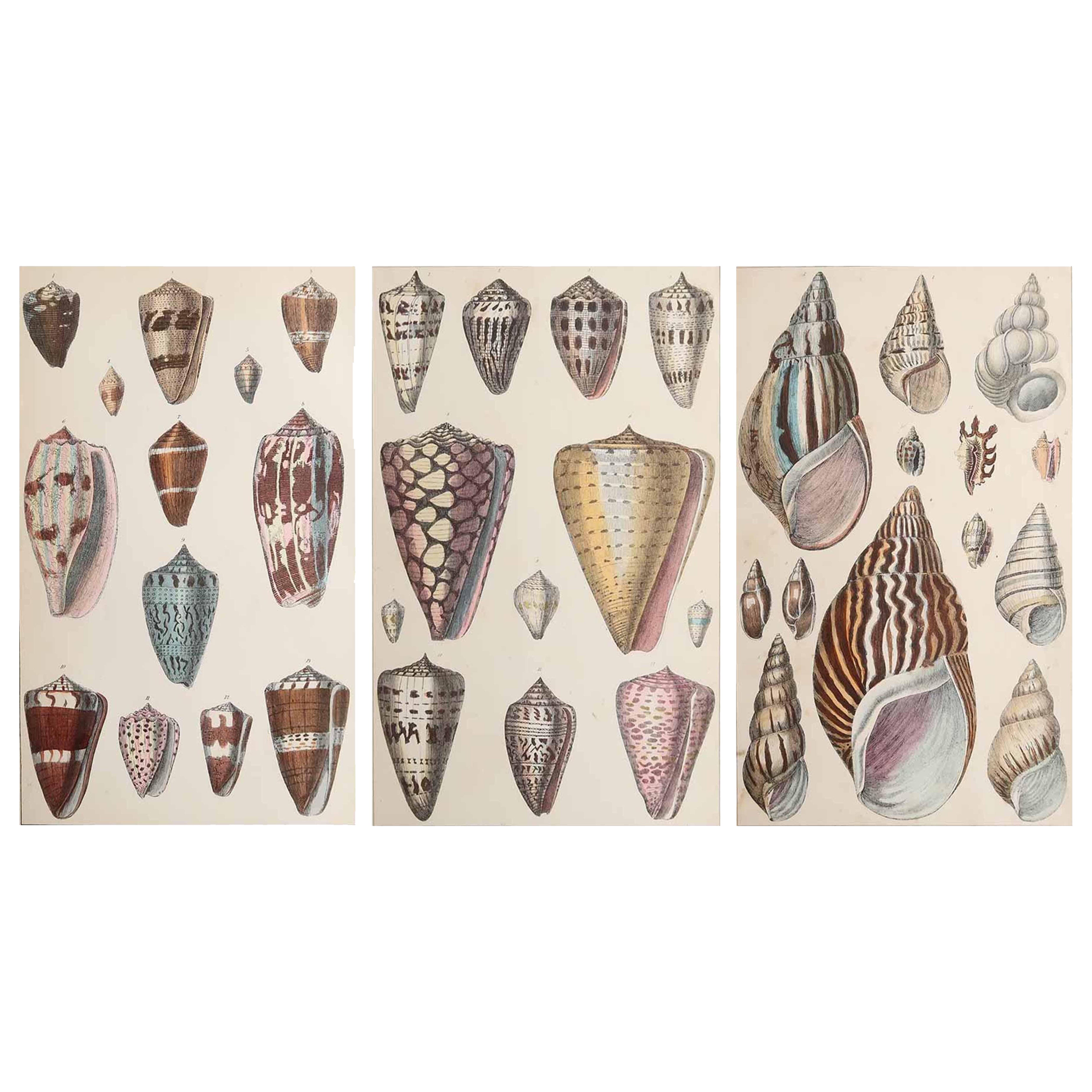 Original Antique Prints of Shells, 1847