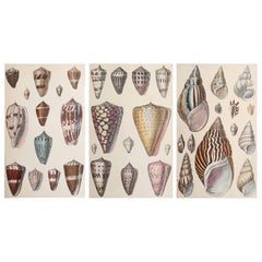 Original Antique Prints of Shells, 1847