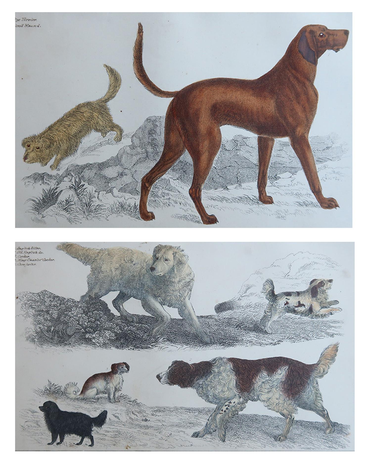 De superbes images de chiens de sport

Sans cadre. 

Lithographies d'après le capitaine Brown avec couleurs originales à la main.

Publié en 1847.

La mesure est pour 1 impression

Expédition gratuite








