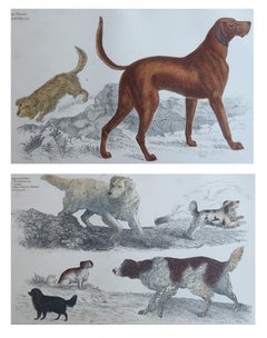 Original Antique Prints of Sporting Dogs, 1847