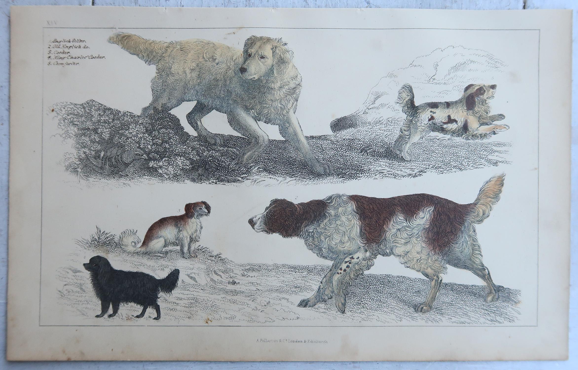 Anglais Impressions anciennes originales de chiens de sport, 1847 en vente