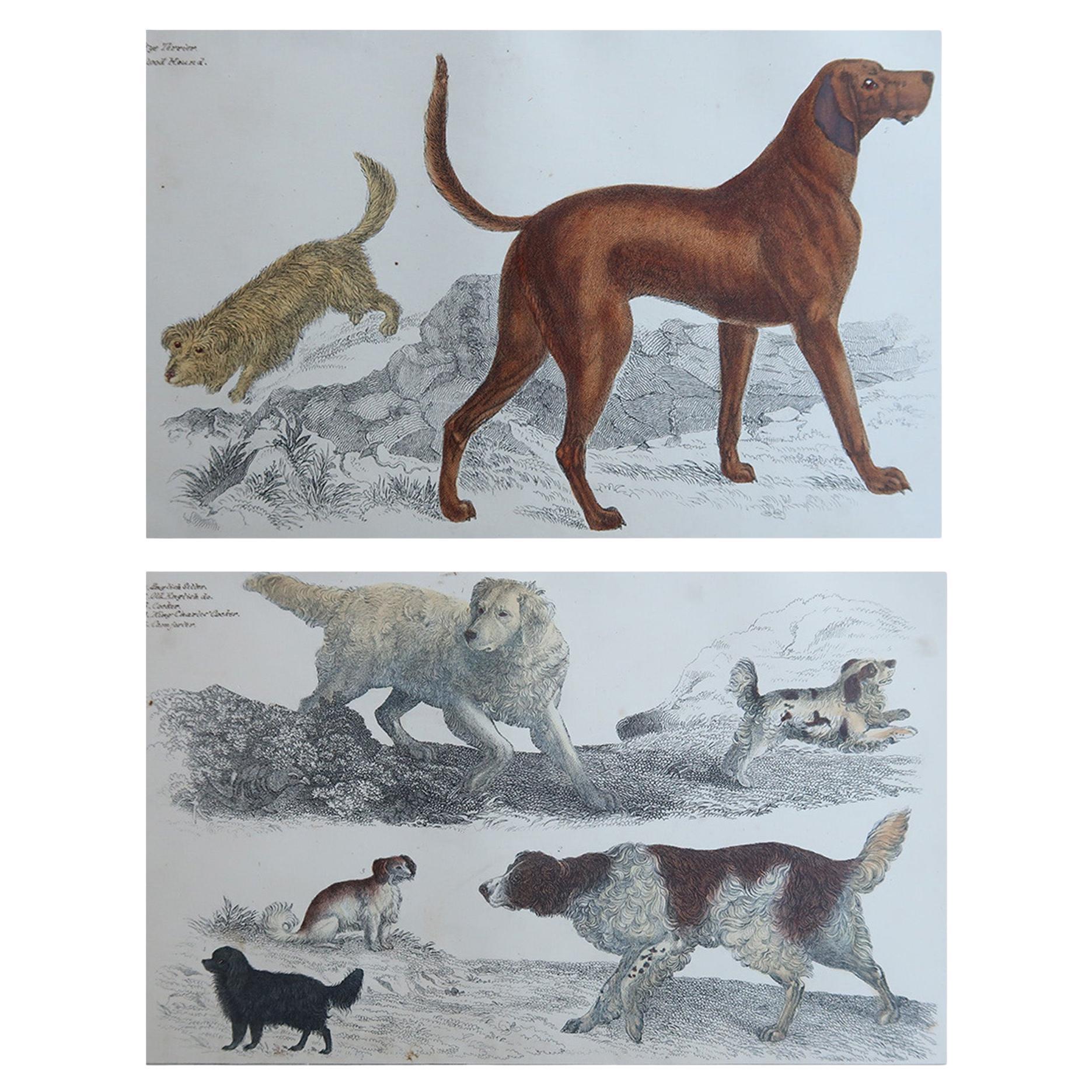 Stampe antiche originali di cani sportivi, 1847