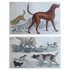 Stampe antiche originali di cani sportivi, 1847