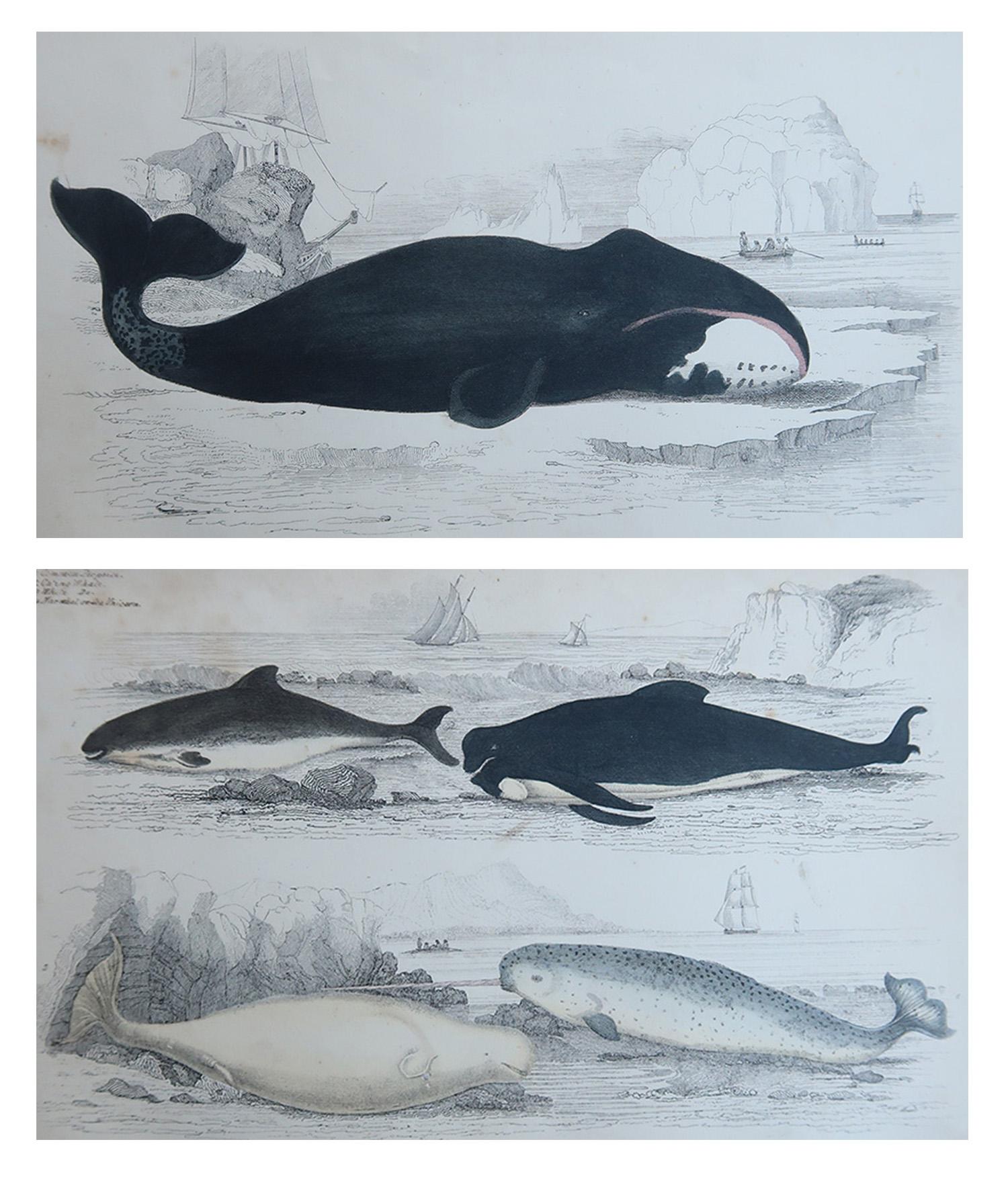 Tolle Bilder von Walen und Delfinen

Ungerahmt. 

Lithographien nach Cpt. Brown mit Original-Handkolorit.

Veröffentlicht, 1847.

Die Messung ist für 1 Druck

Kostenloser Versand







