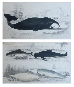Original Antique Prints of Whales and Dolphins, 1847