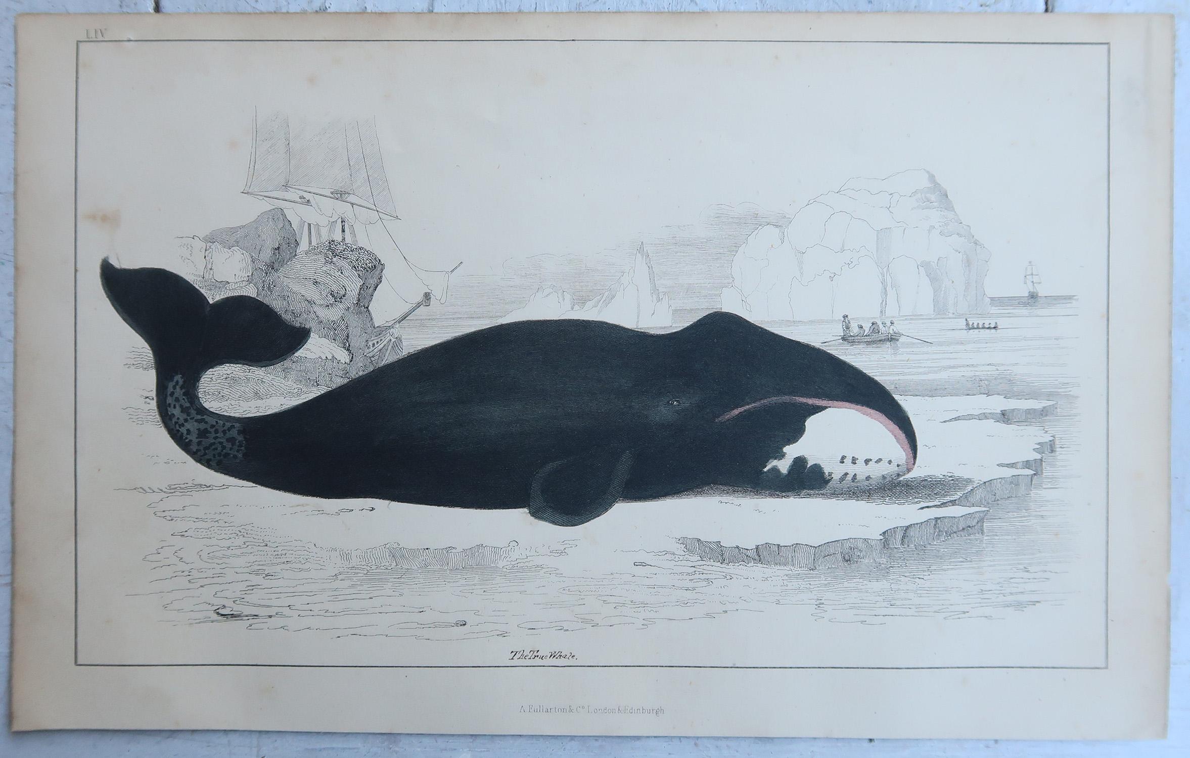 Original Antike Drucke von Walen und Delphinen, 1847 (Volkskunst) im Angebot