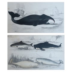 Original Antique Prints of Whales and Dolphins, 1847