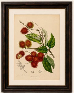 Original Antique Rambutan Botanical Chromolithograph by Hoola van Nooten, c.1880