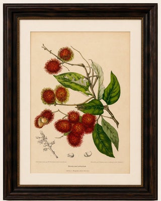 Original Antique Rambutan Botanical Chromolithograph by Hoola van Nooten, c.1880, view 2