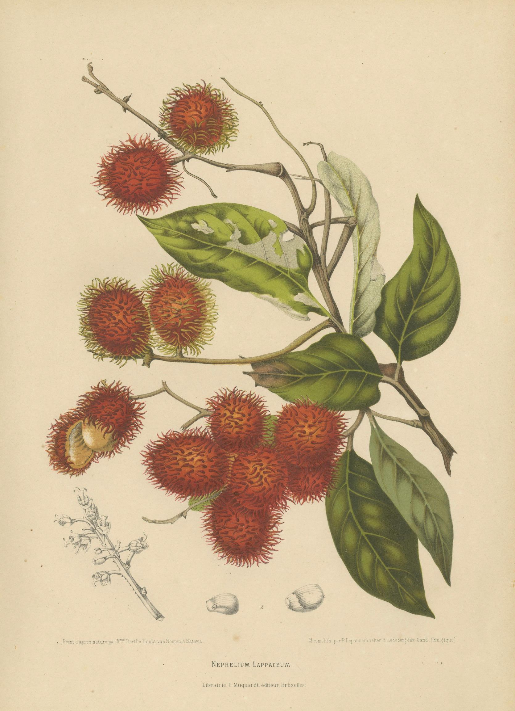 Original Antique Rambutan Botanical Chromolithograph by Hoola van Nooten, c.1880