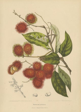 Original Antique Rambutan Botanical Chromolithograph by Hoola van Nooten, c.1880, view 3