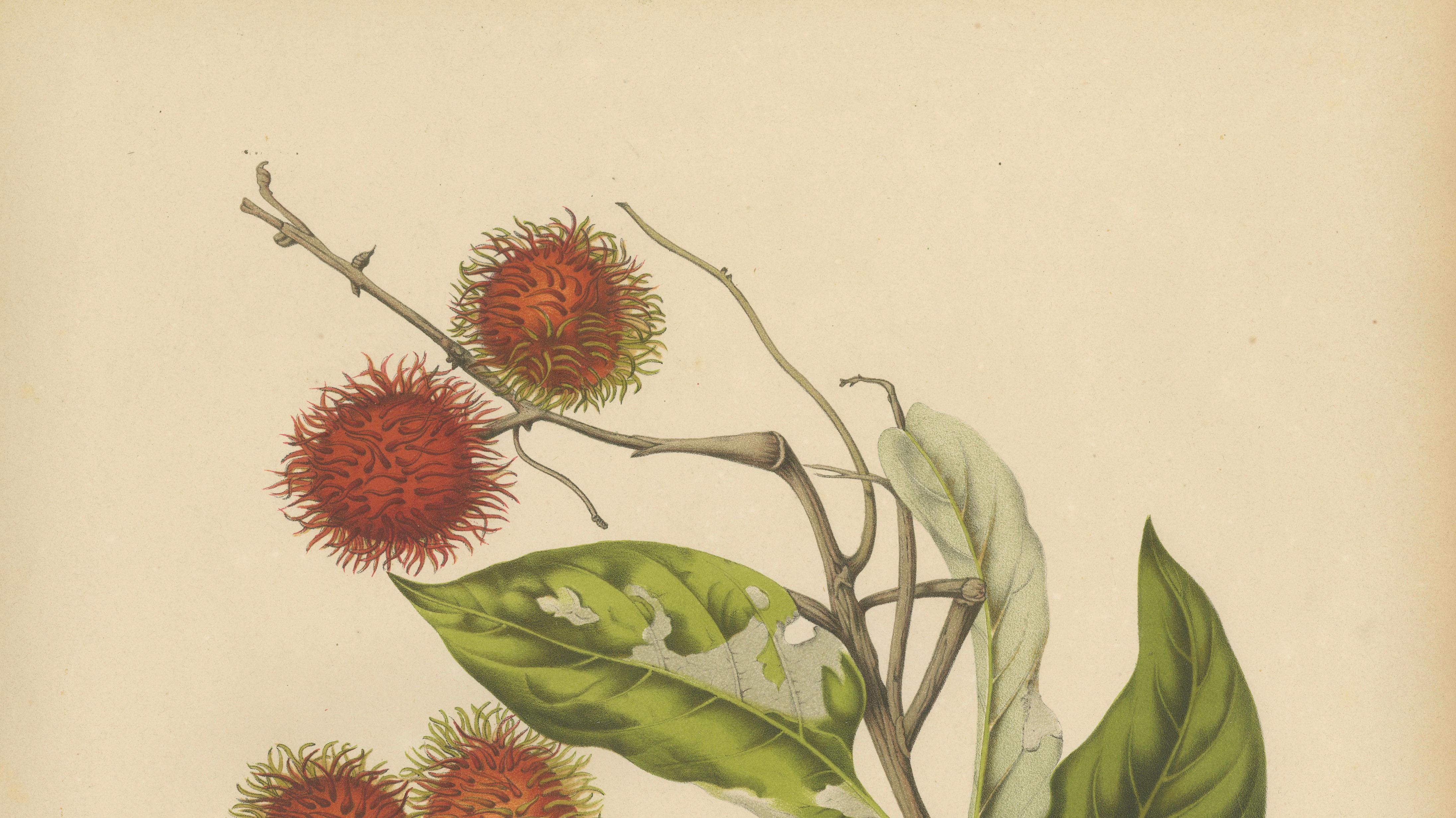 Original Antique Rambutan Botanical Chromolithograph by Hoola van Nooten, c.1880