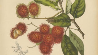 Original Antique Rambutan Botanical Chromolithograph by Hoola van Nooten, c.1880, view 6