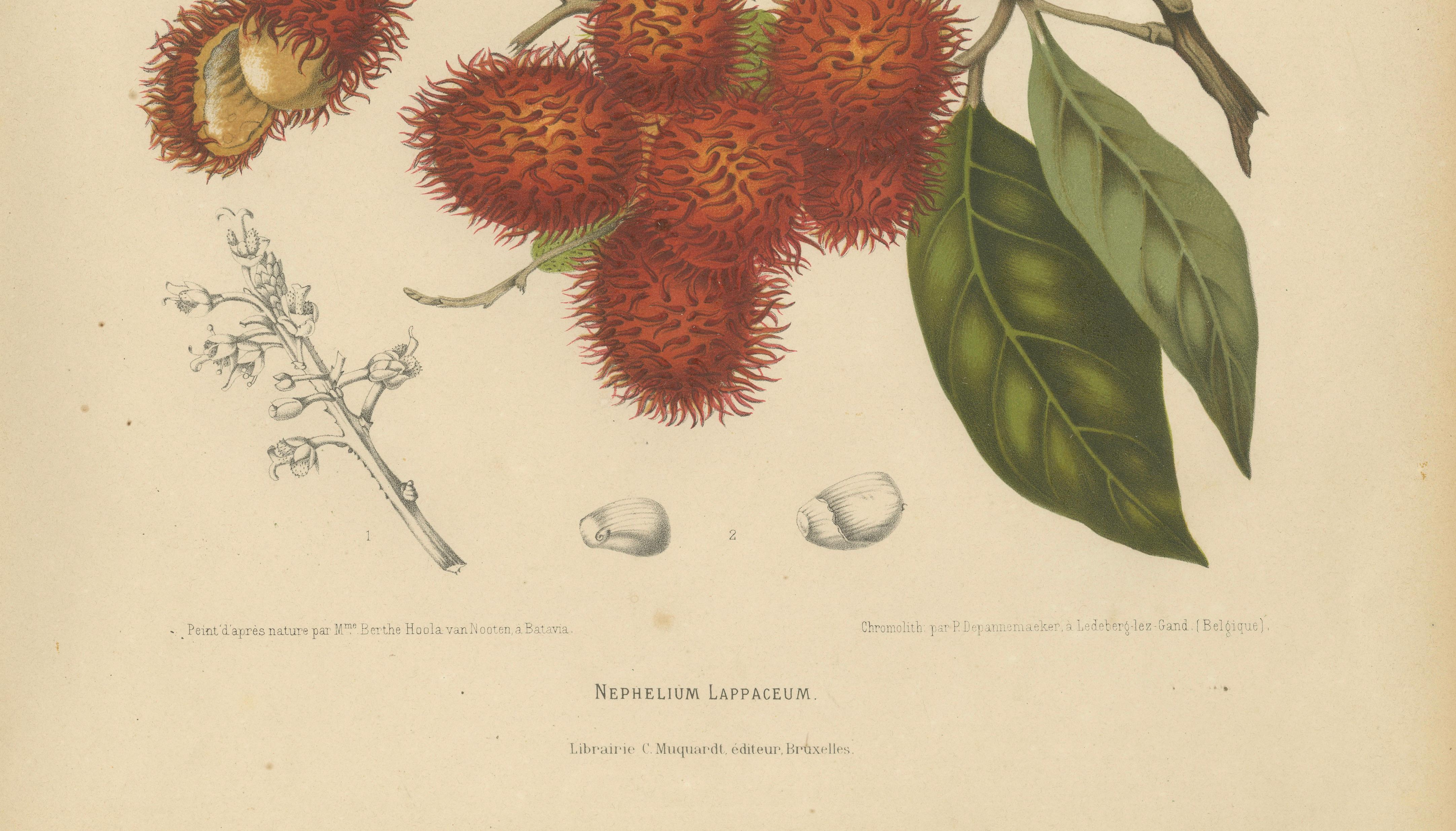 Original Antique Rambutan Botanical Chromolithograph by Hoola van Nooten, c.1880