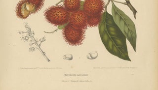 Original Antique Rambutan Botanical Chromolithograph by Hoola van Nooten, c.1880, view 7
