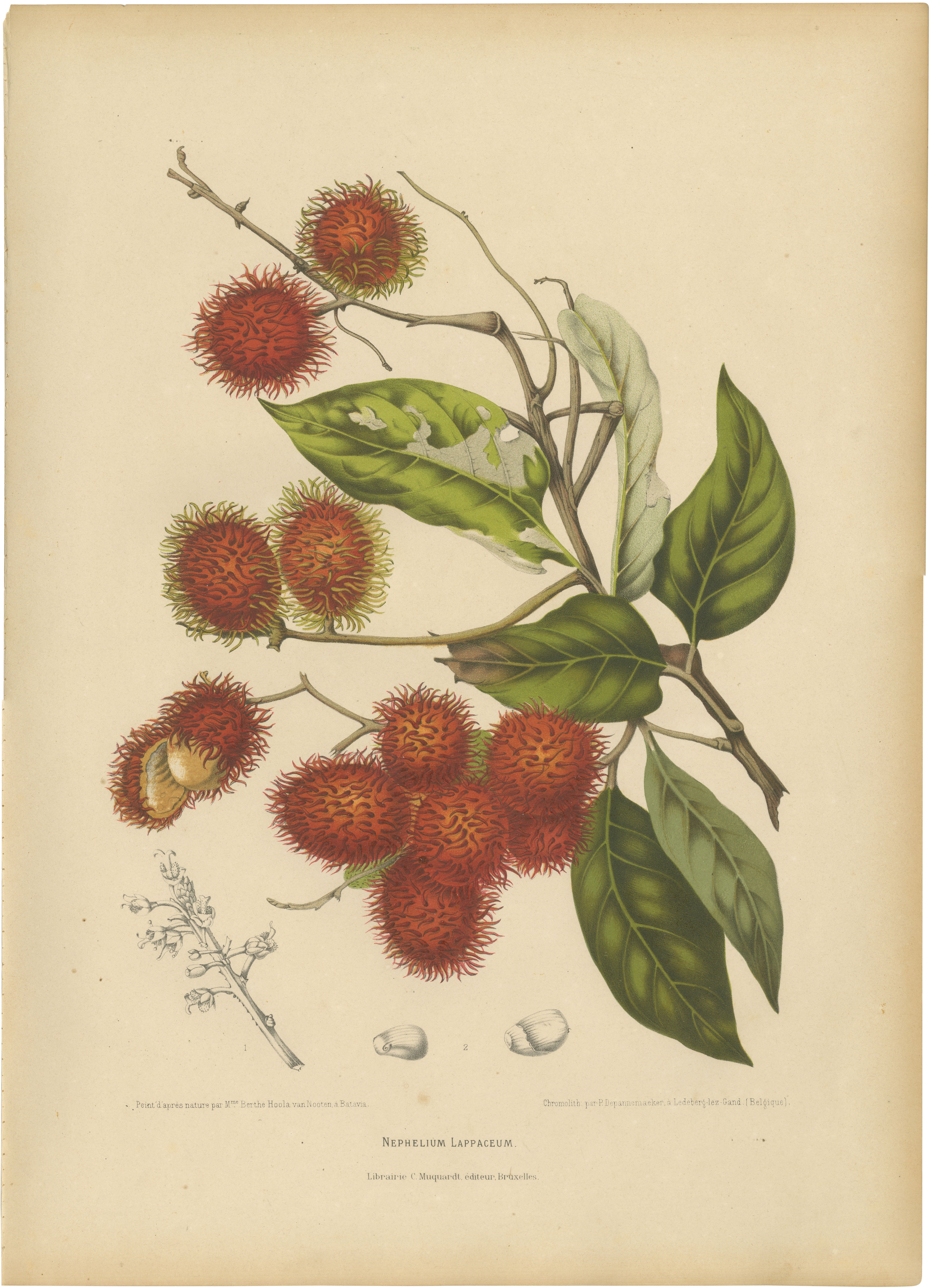 Original Antique Rambutan Botanical Chromolithograph by Hoola van Nooten, c.1880