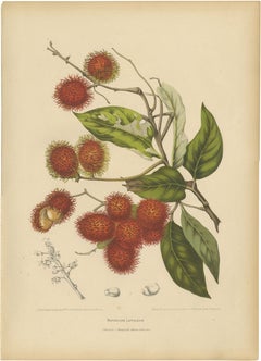Original Antique Rambutan Botanical Chromolithograph by Hoola van Nooten, c.1880