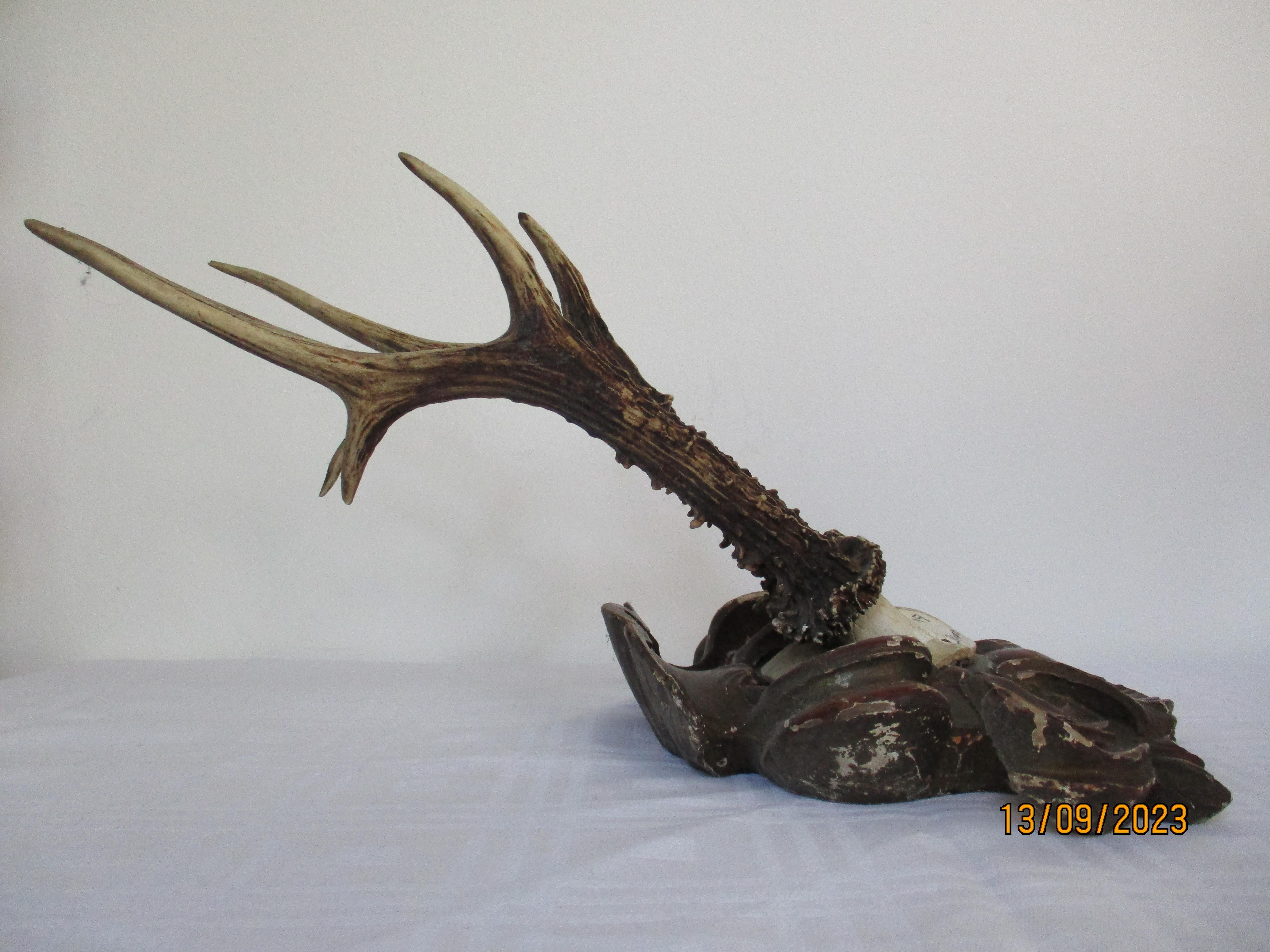 Hand-Carved Original Antique Deer Taxidermy 1902 For Sale