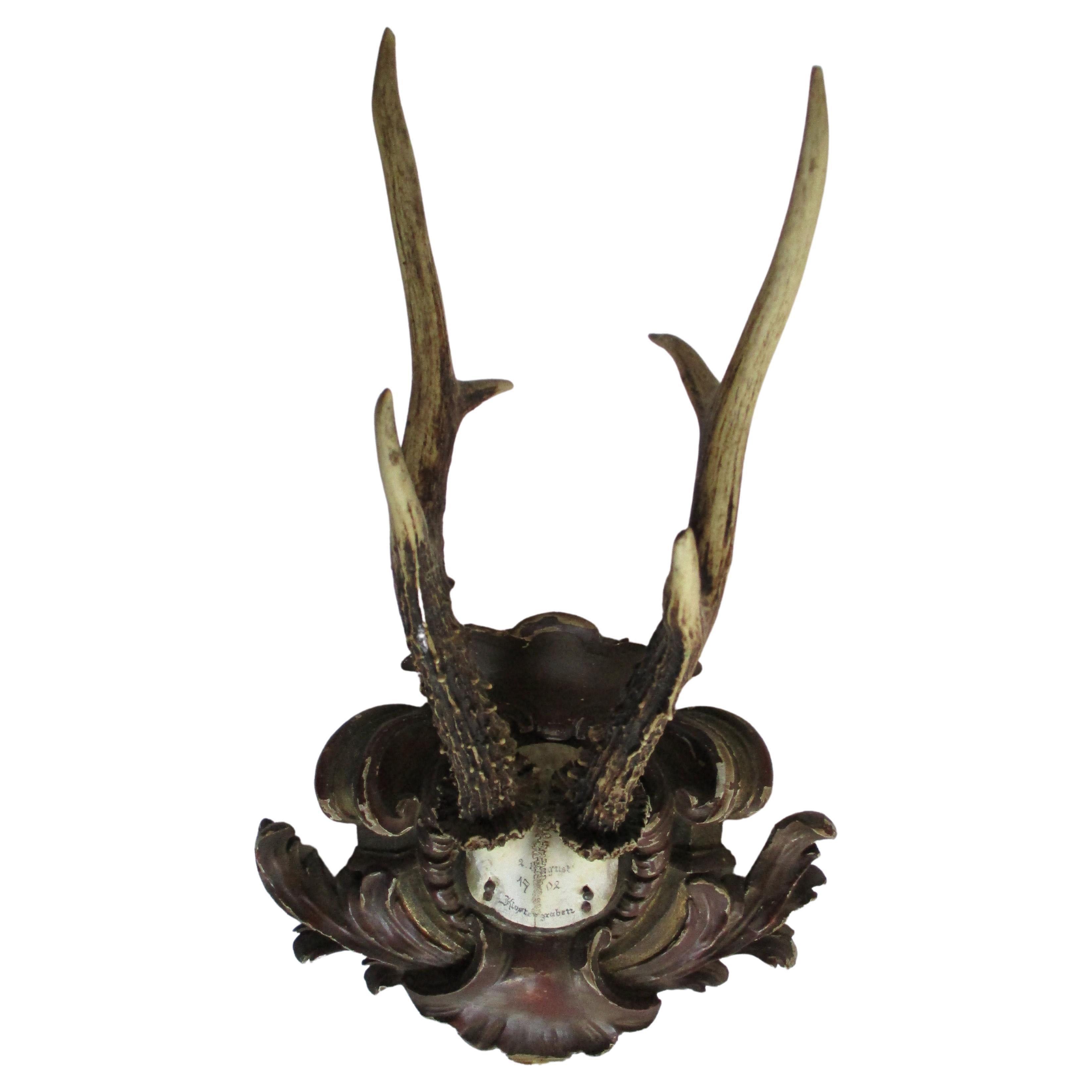 Original Antique Deer Taxidermy 1902 For Sale