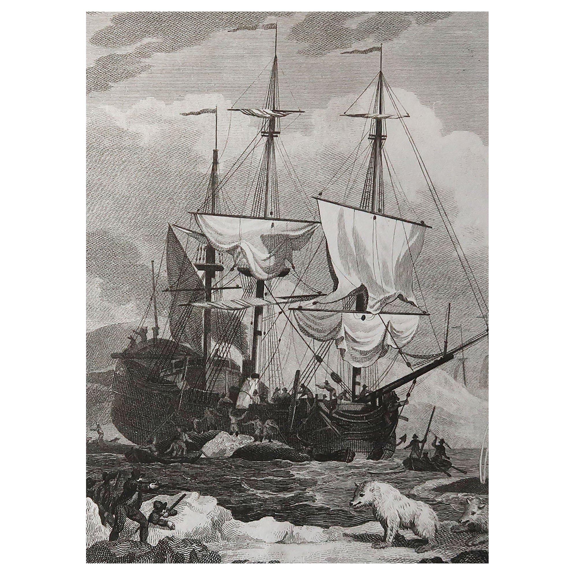 Impression originale et ancienne de baleines, vers 1800 en vente
