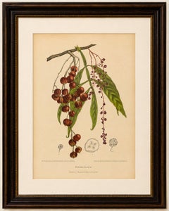 Original Antique Winged Lychee Botanical Print by Hoola van Nooten, 1880