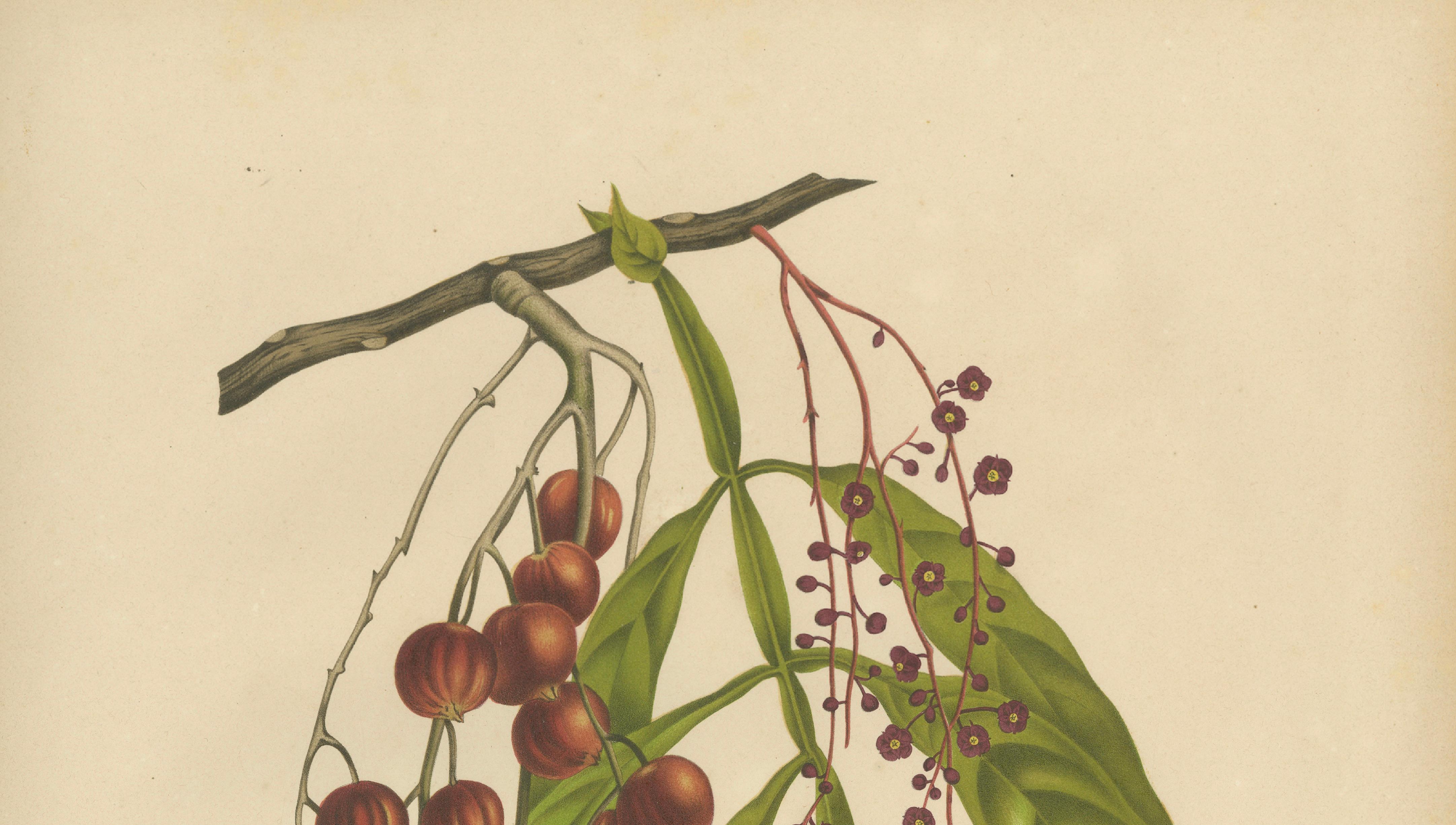 Original Antique Winged Lychee Botanical Print by Hoola van Nooten, 1880