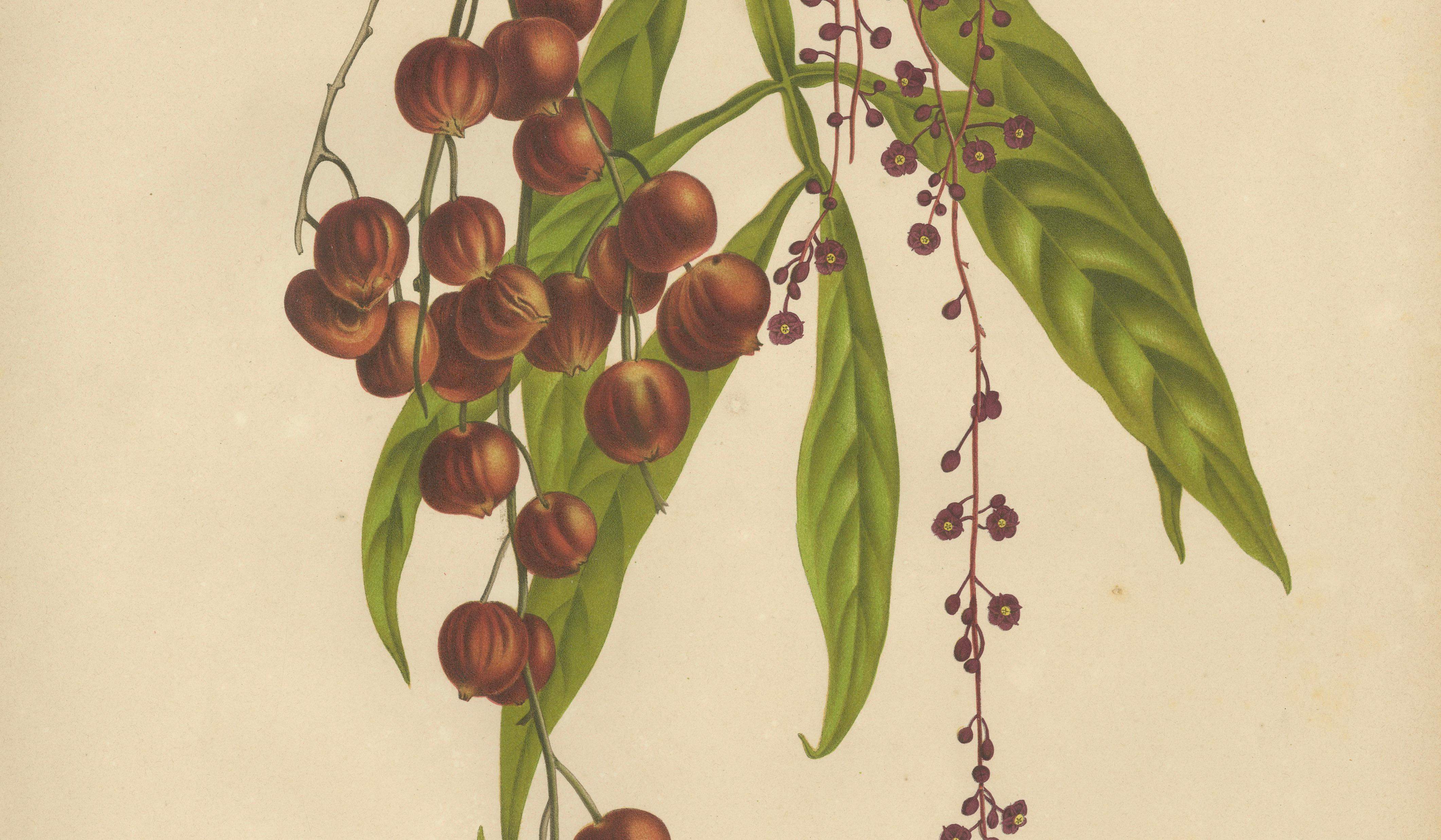 Original Antique Winged Lychee Botanical Print by Hoola van Nooten, 1880