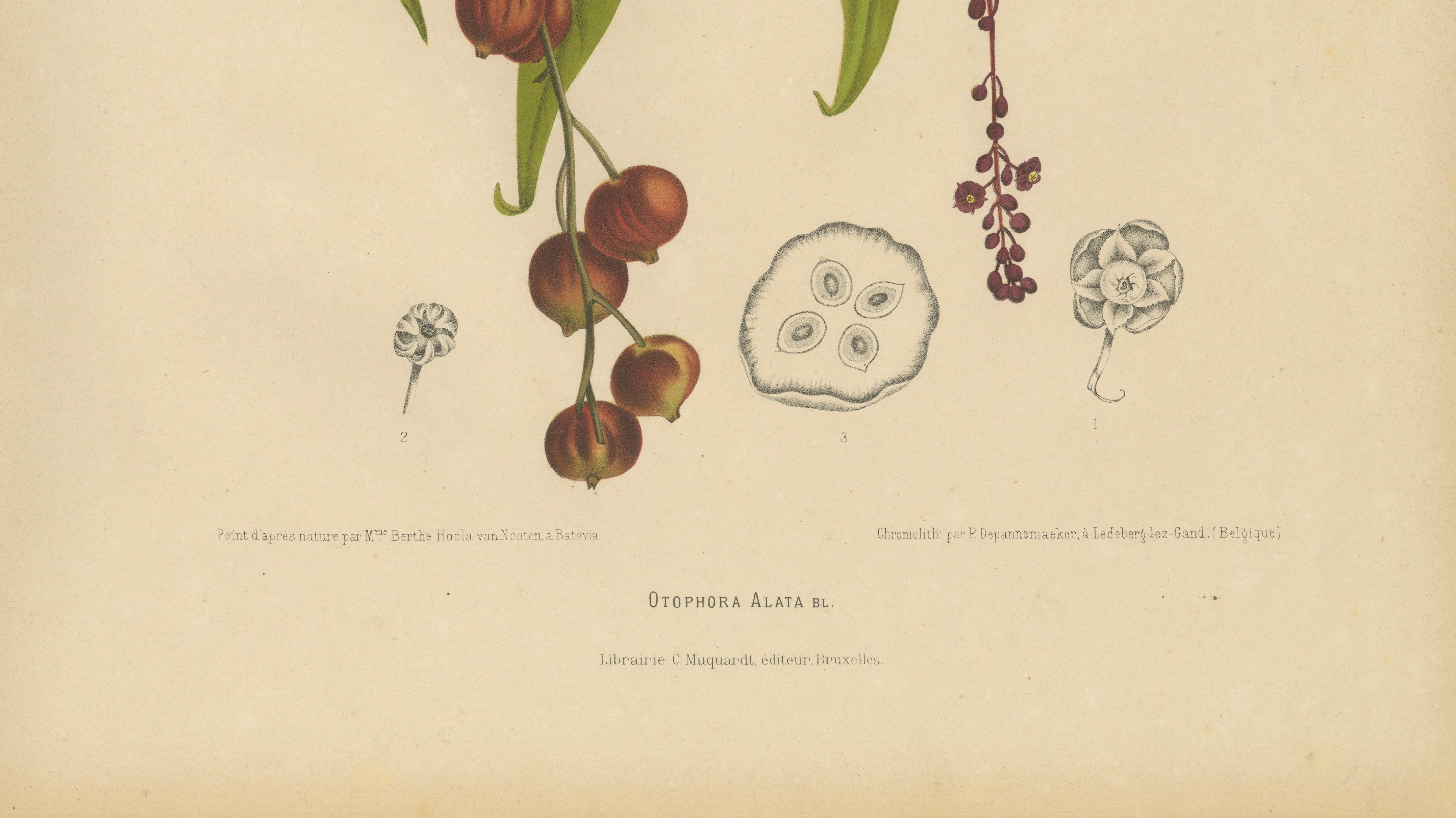 Original Antique Winged Lychee Botanical Print by Hoola van Nooten, 1880