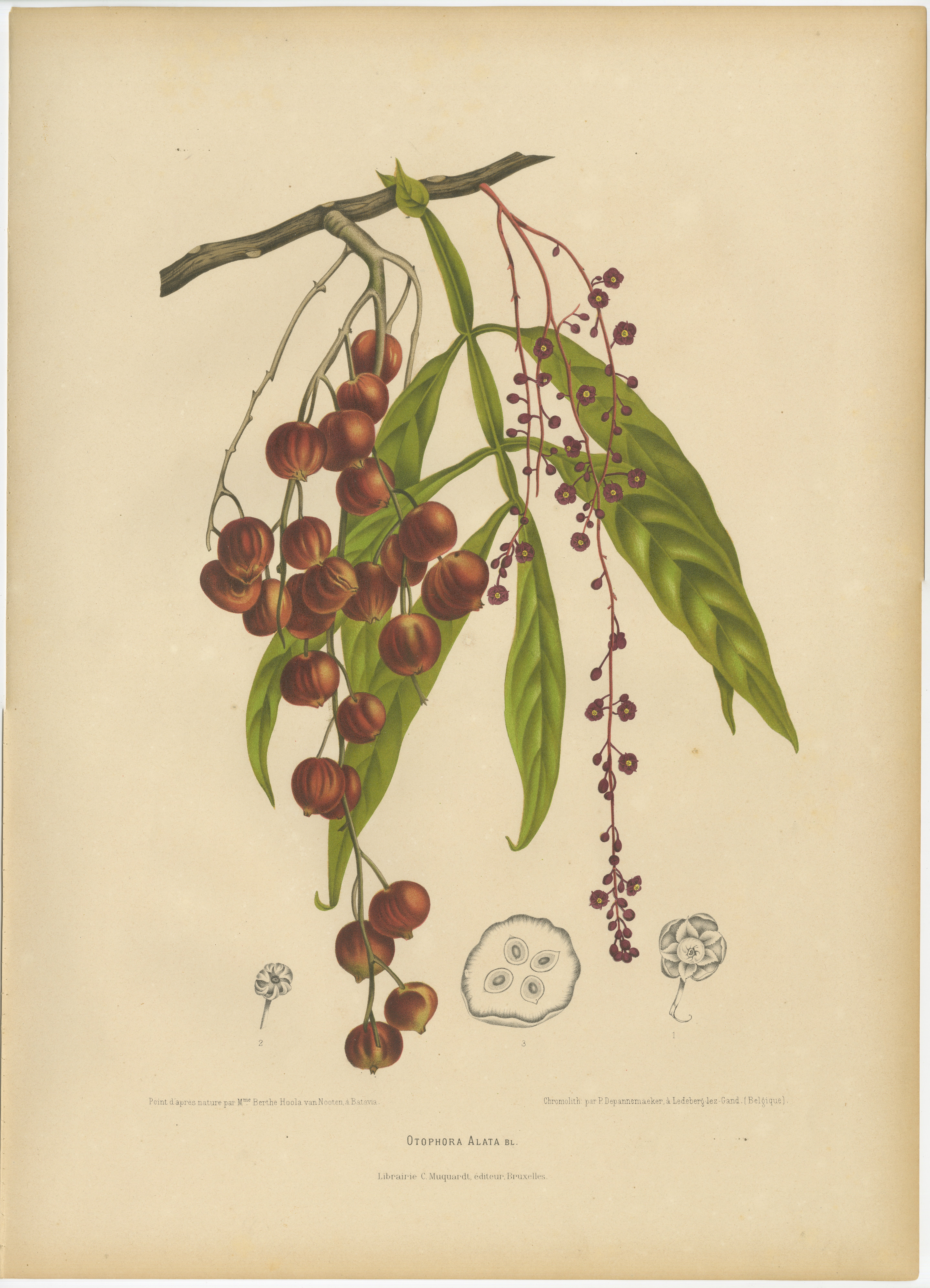 Original Antique Winged Lychee Botanical Print by Hoola van Nooten, 1880