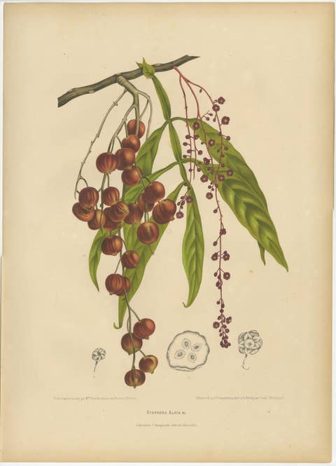 Original Antique Winged Lychee Botanical Print by Hoola van Nooten, 1880