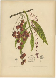 Original Antique Winged Lychee Botanical Print by Hoola van Nooten, 1880
