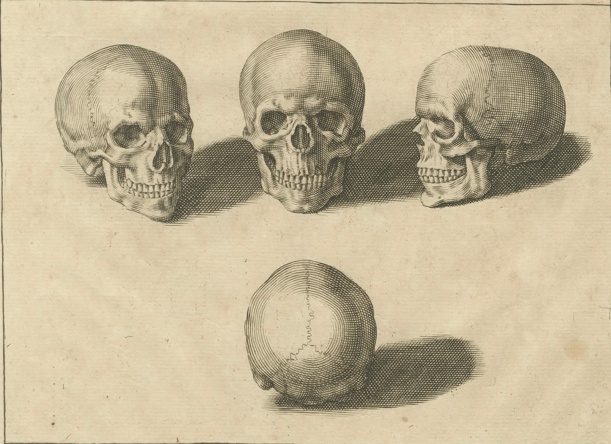 Original AntiqueHuman Skull Anatomy Plate after de Lairesse German Edition, 1745