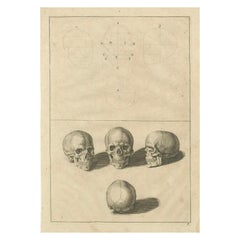 Original AntiqueHuman Skull Anatomy Plate after de Lairesse German Edition, 1745