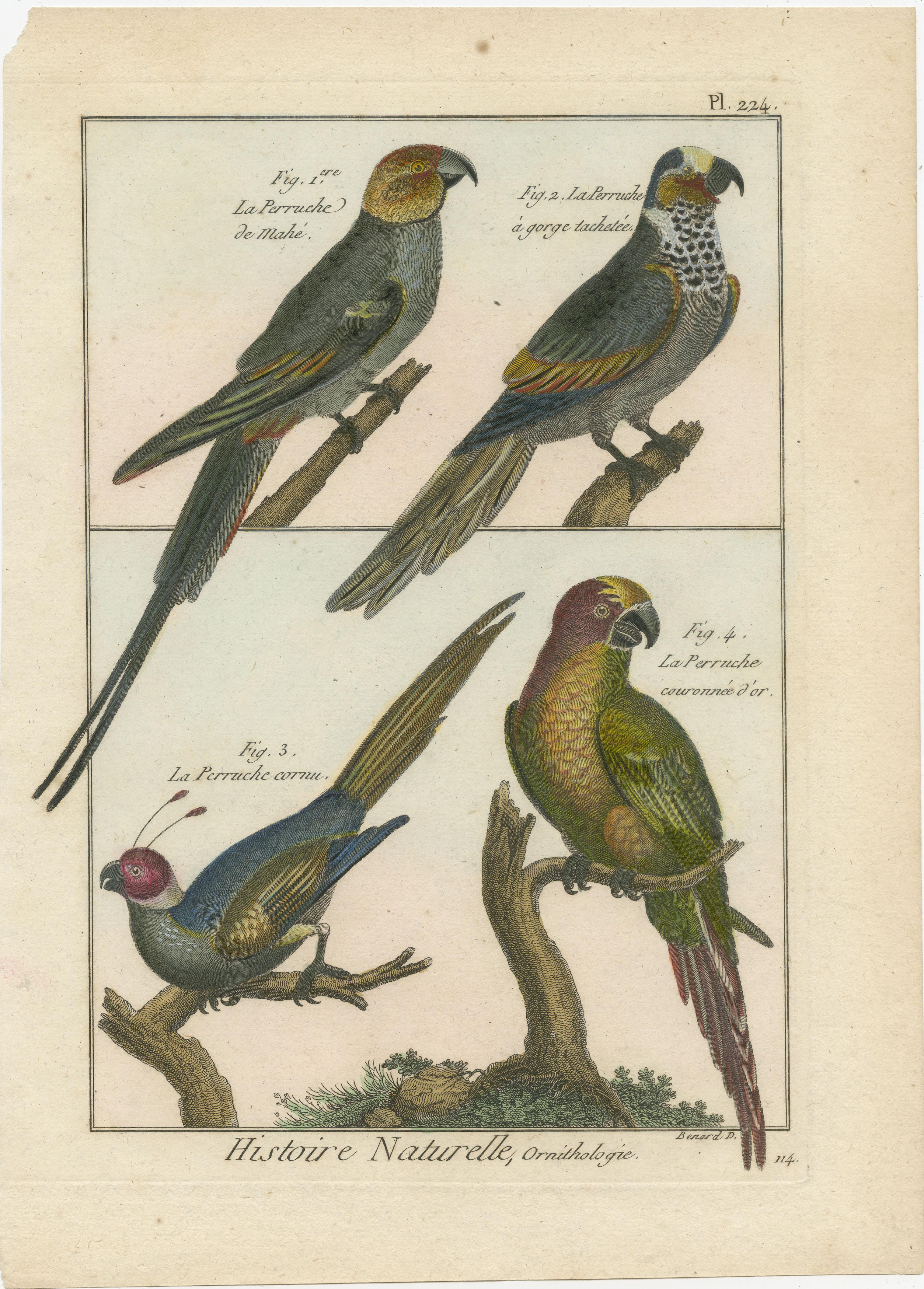An authentic, perfect and bright, originally hand-colored, illustration of 4 Parakeets: La Perruche de Mahe, La Perruche a gorge Tachetee, La Perruche Cornu and La Perruche couronnee d'Or. 

Drawn on parchment paper (copper engraving). It has a fine