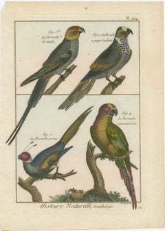 Gravure originale, magnifiquement richement colorée en cuivre de quatre parakeets (1792)