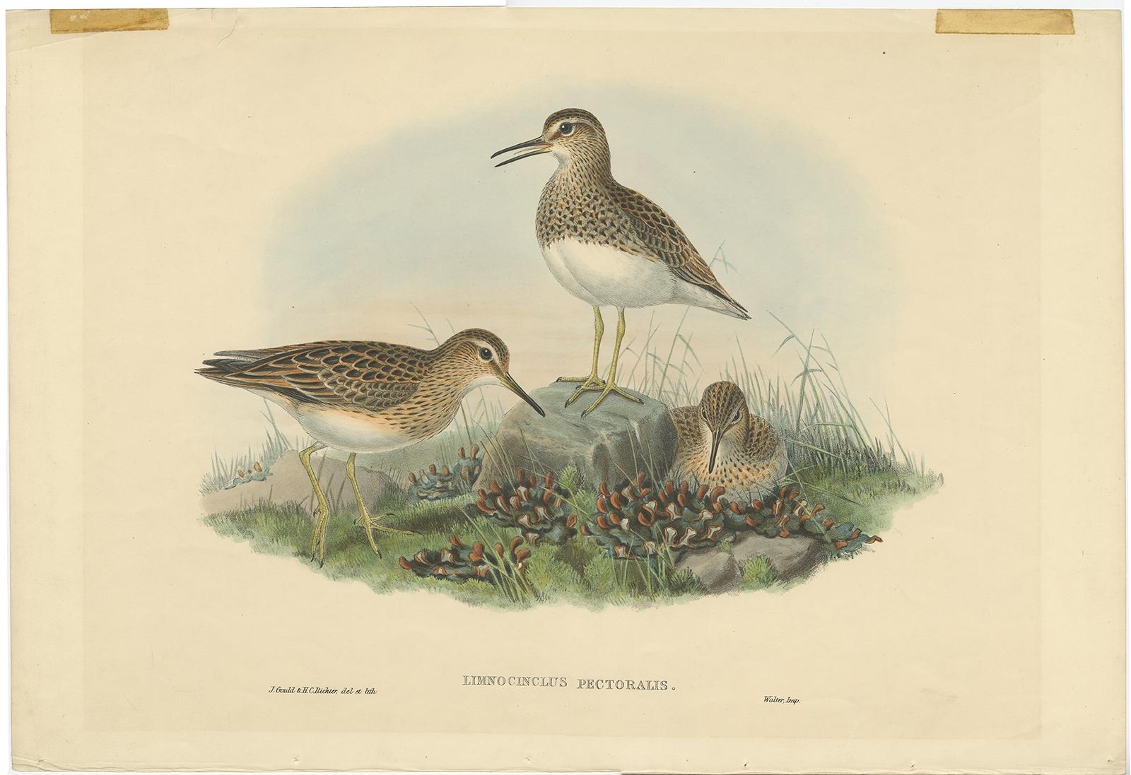 Antique bird print titled 'Limnocinclus Pectoralis'. This print depicts the pectoral sandpiper. Originates from John Gould's 'The Birds of the Great Britain'. 

Artists and Engravers: John Gould (1804 - 1881) was an English ornithologist and bird
