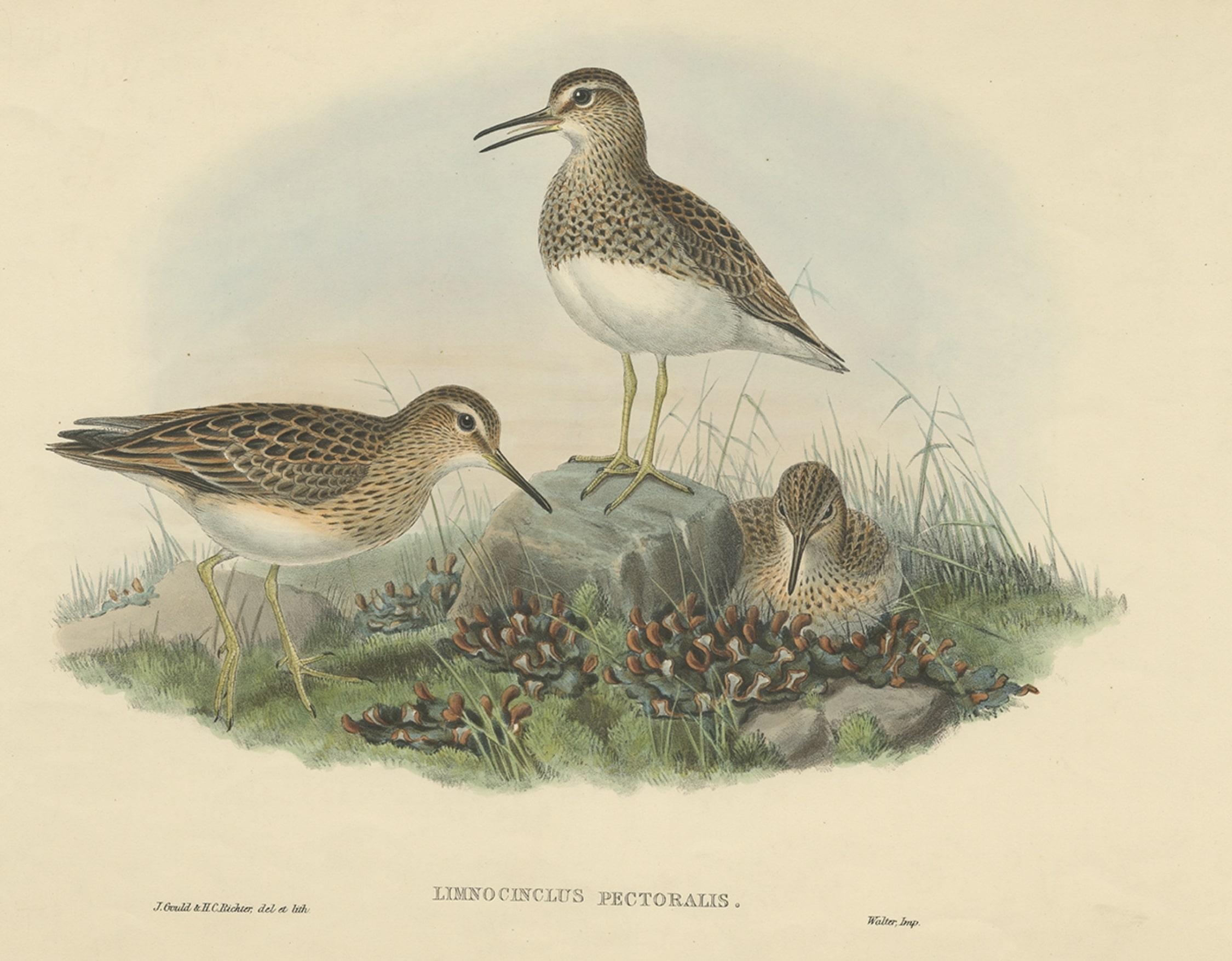 Original Bird Print of the Limnocinclus Pectoralis or Pectoral Sandpiper, c.1870 In Good Condition For Sale In Langweer, NL