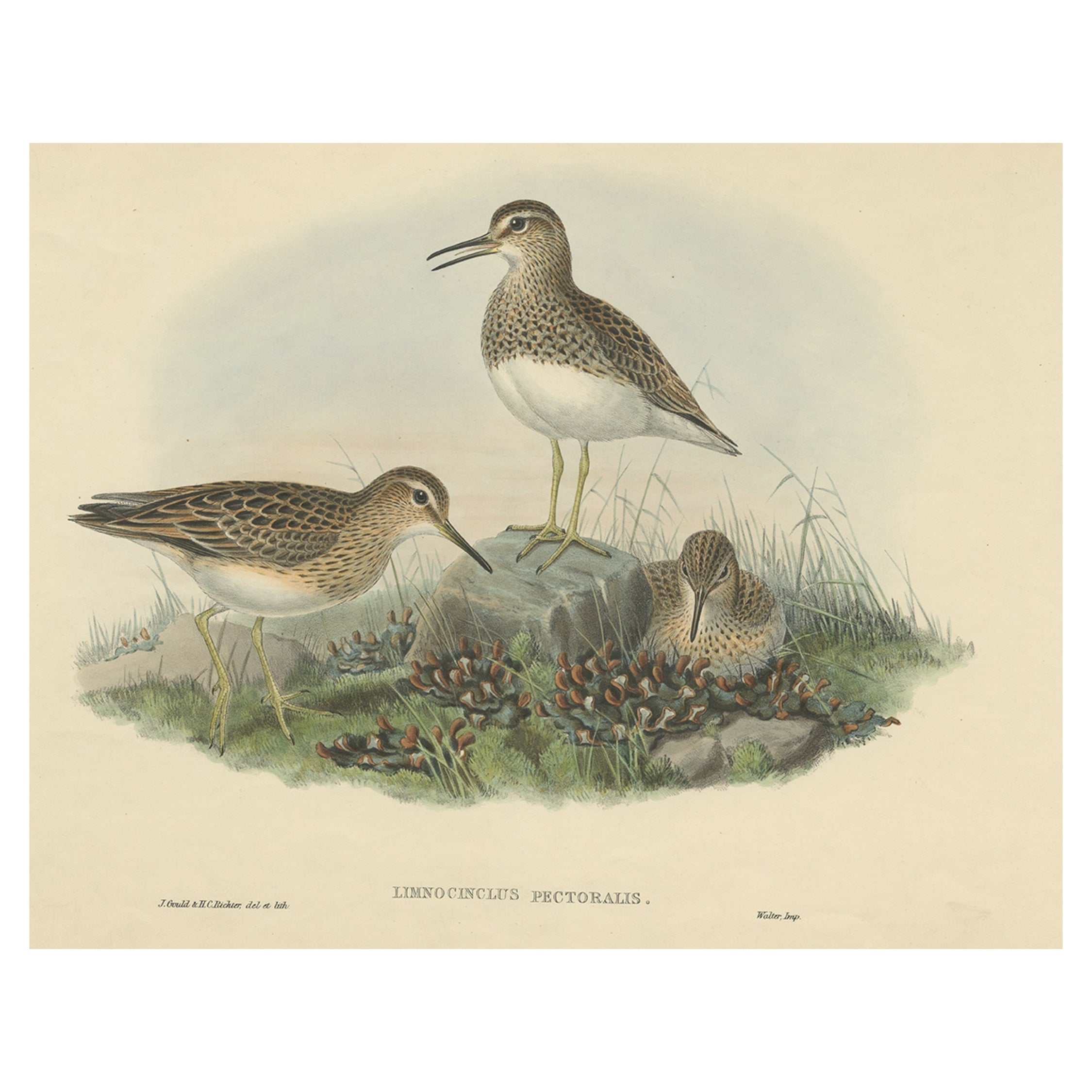 Impression originale d'oiseau du Limnocinclus Pectoralis ou Pectoral Sandpiper, c.1870