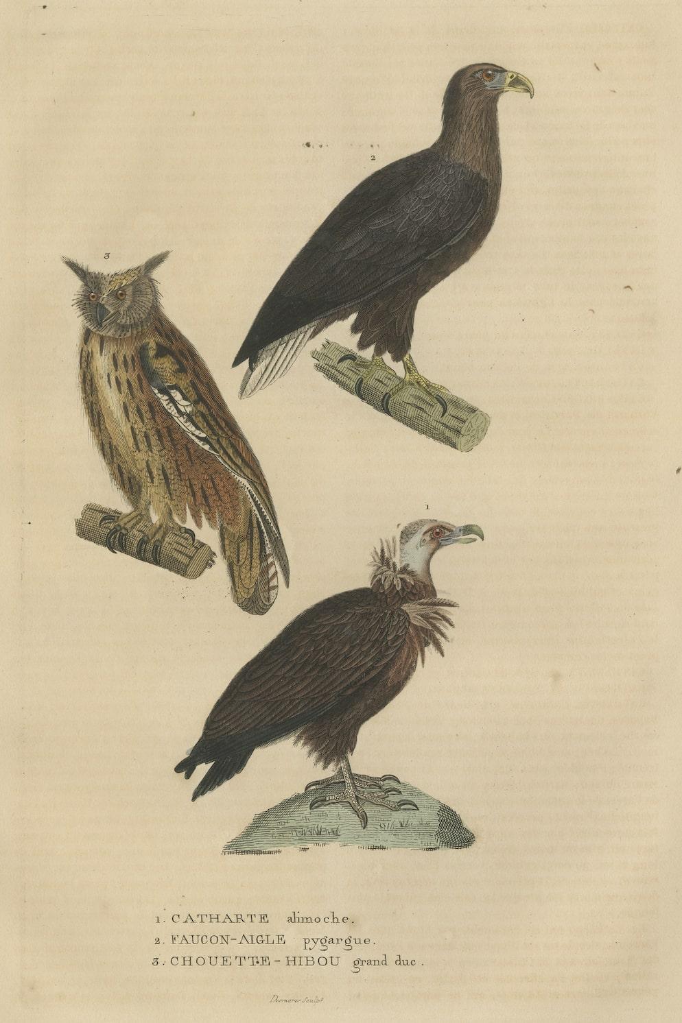 This exquisite hand-colored antique print presents a captivating trio of avian wonders: the Vulture, the Eagle Falcon, and the Owl. Each bird is meticulously depicted with vibrant colors and intricate details, creating a stunning tableau of diverse