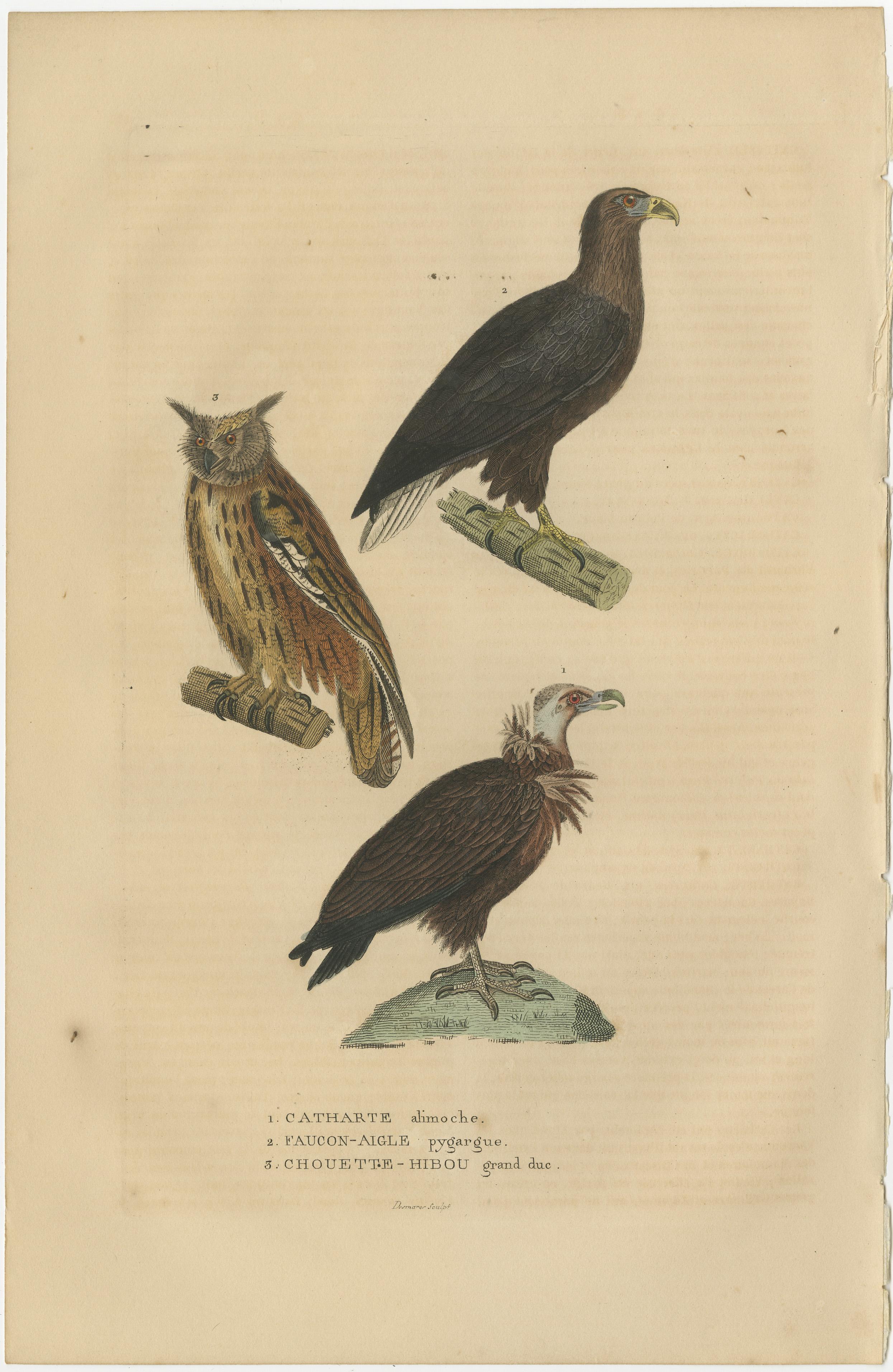vulture owl
