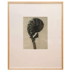 Original Botanical Photogravure after Karl Blossfeldt