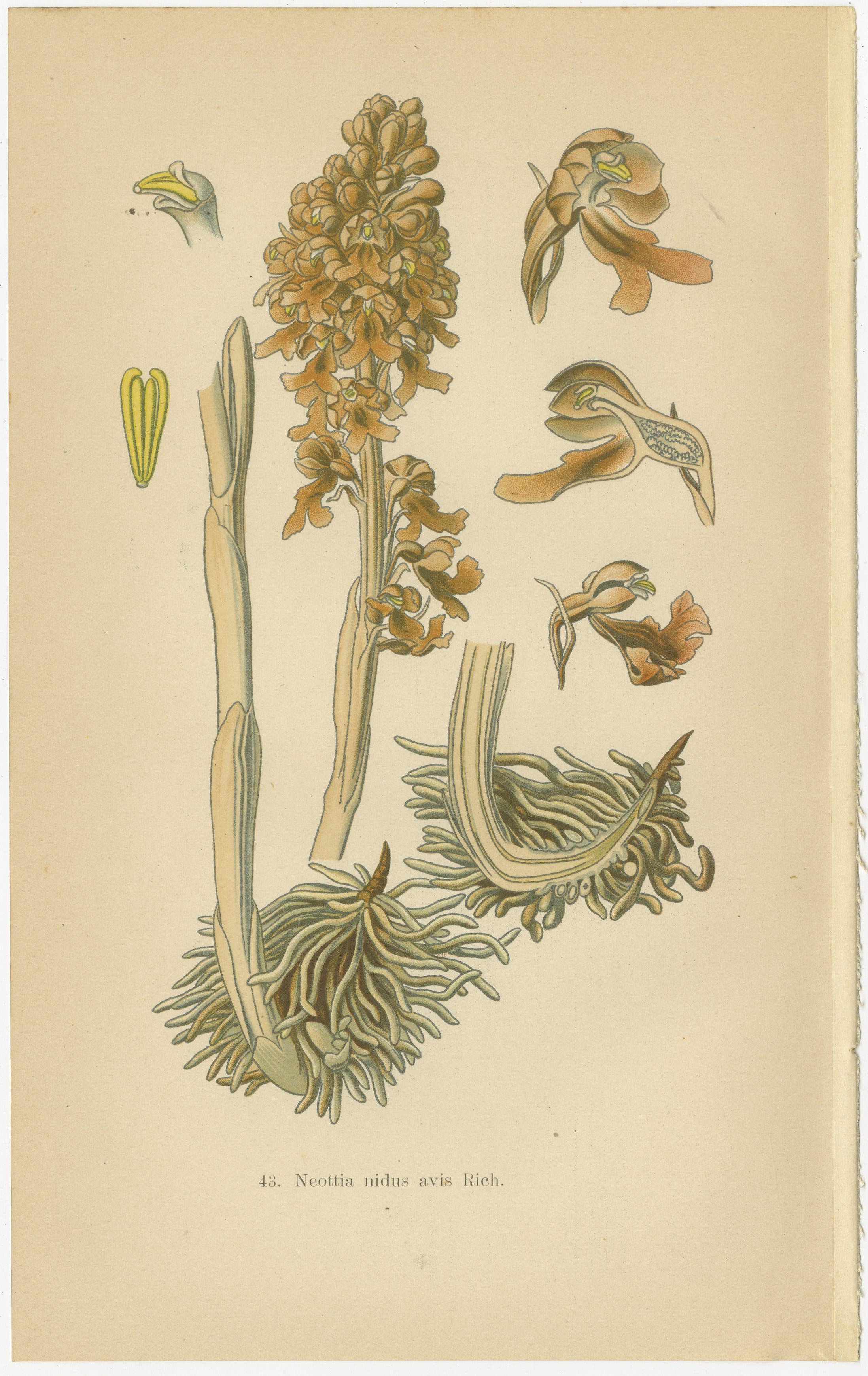 Trésors botaniques : Les orchidées de la Collection S 1904 de Müller

Ce collage est un assemblage de quatre illustrations botaniques tirées du classique de Walter Müller de 1904, 
