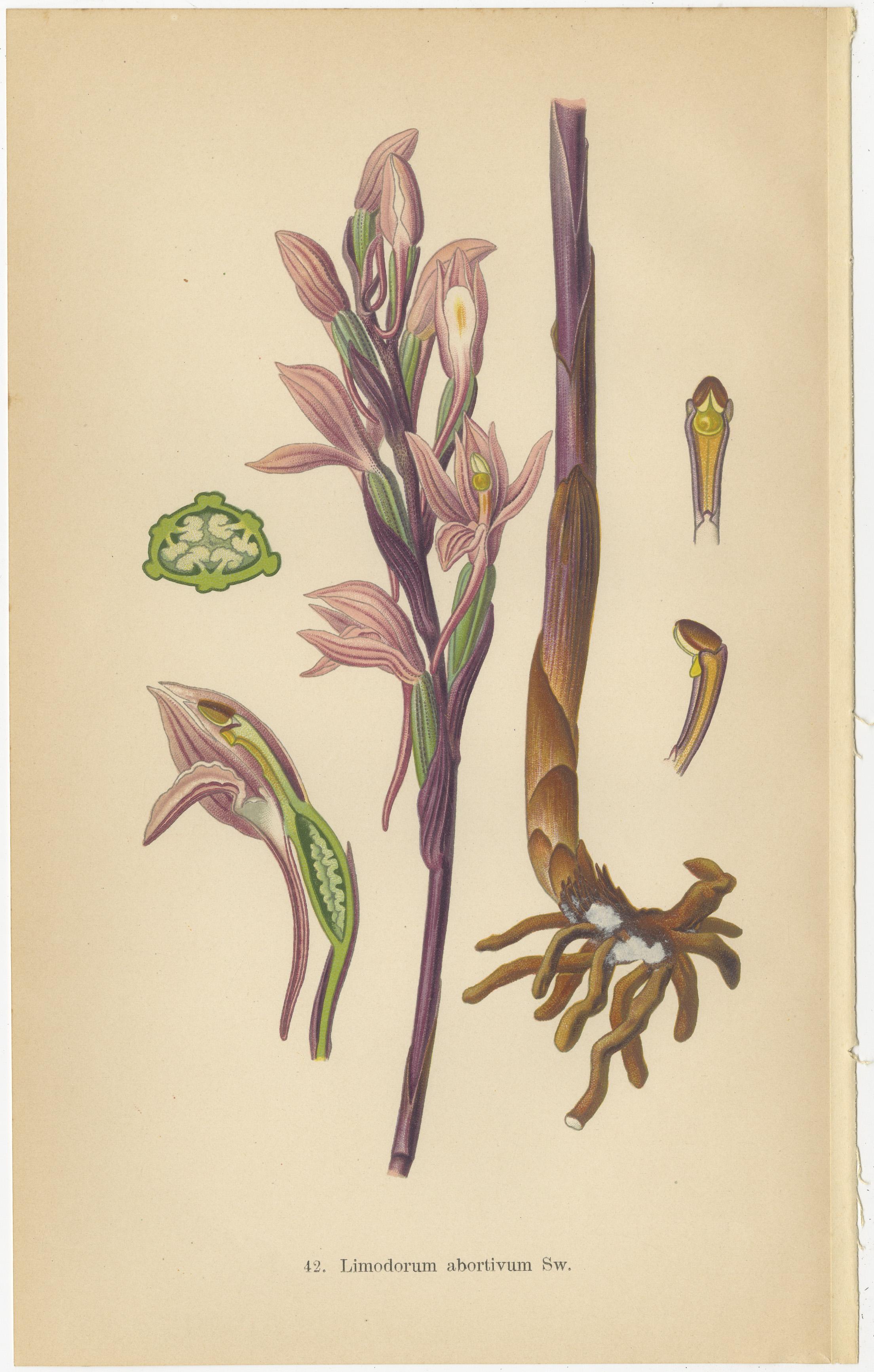 Original Botanical Treasures: The Orchids of Müller's 1904 Collection In Good Condition For Sale In Langweer, NL