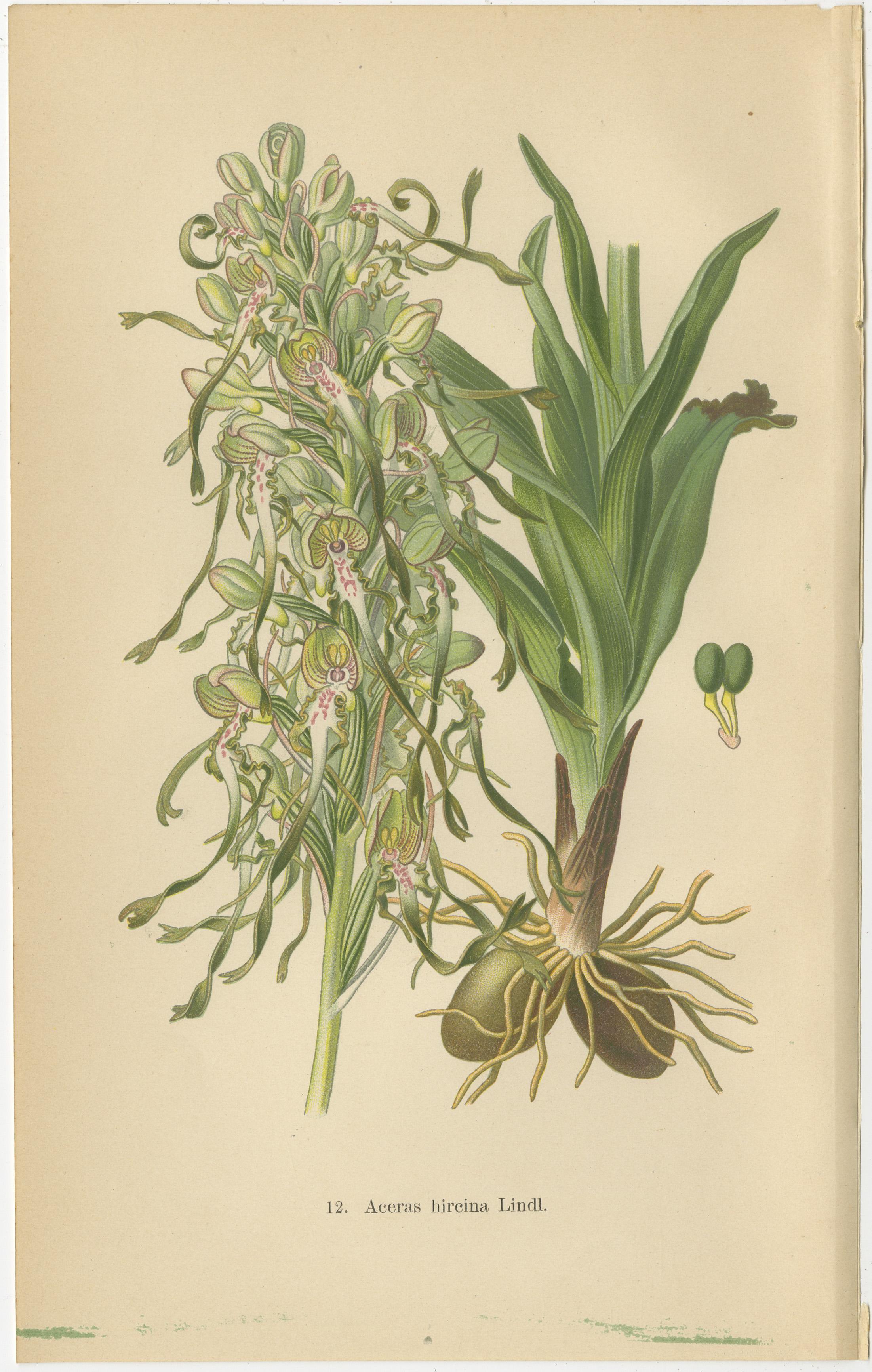 Early 20th Century Original Botanical Treasures: The Orchids of Müller's 1904 Collection For Sale